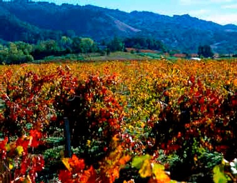 Vibrant autumn colours on old Carignan vines of   Schoolhouse Vineyards Healdsburg   Sonoma Co California  Dry Creek Valley AVA