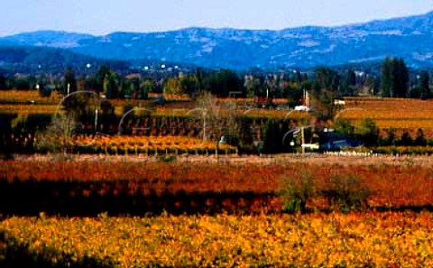 Autumnal vineyards in the Dry Creek Valley   Sonoma Co California