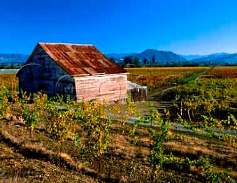 Old barn amidst autumnal vineyards in the   Dry Creek Valley Sonoma Co California