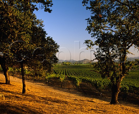 Mumm vineyard Rutherford   Napa Co California