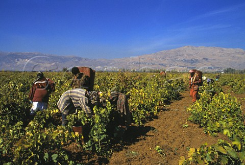 Harvesting in vineyard of Chateau Ksara   Bekaa Valley Lebanon