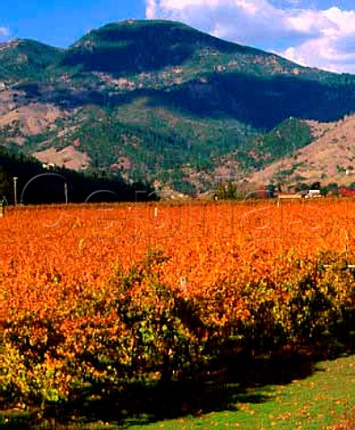 Autumnal Vigil Vineyard with Mount St Helena  beyond Calistoga Napa Co California