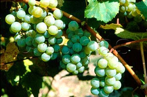 Elvira grapes