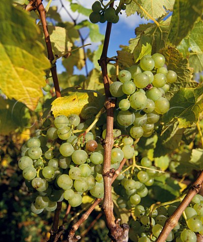 Kerner grapes