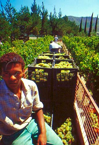 Harvesting Chardonnay grapes   Hamilton Russell Estate Hermanus   South Africa