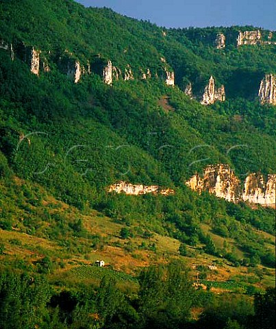 Small vineyards on the side of the Tarn valley north   of Millau Aveyron France  Vin de Pays Gorges et Ctes de Millau