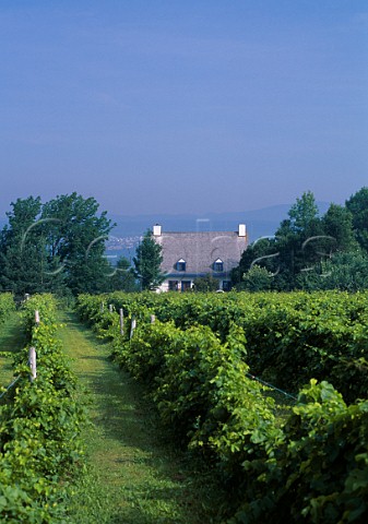 StPierre vineyard Ile dOrlans   Quebec Canada