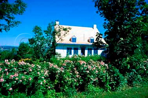 St Pierre vineyard Ile dOrlans   Quebec Canada