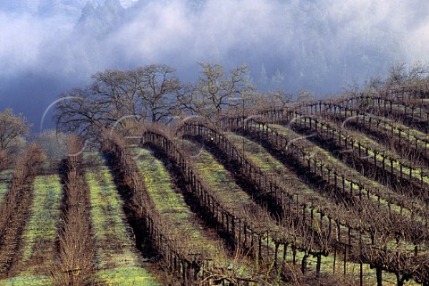 Winter vineyards in the Napa Valley   California