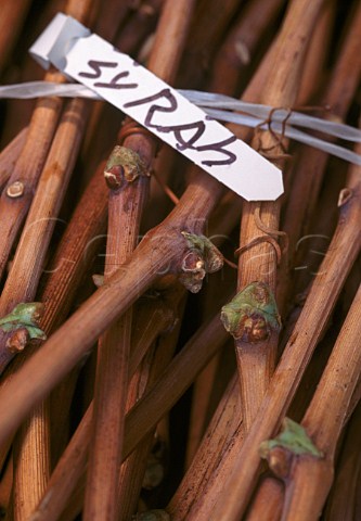 Syrah bud wood  Napa Valley California USA