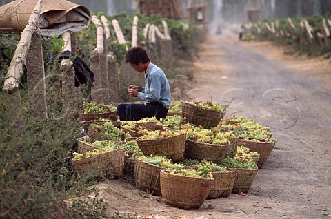 Harvesting grapes Turpan  Xinjiang province China