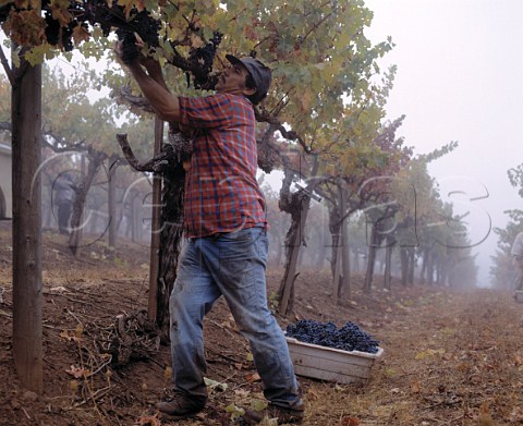 Harvesting Cabernet Sauvignon grapes of  Peterson Ranch Vineyard Calistoga   Napa Co California