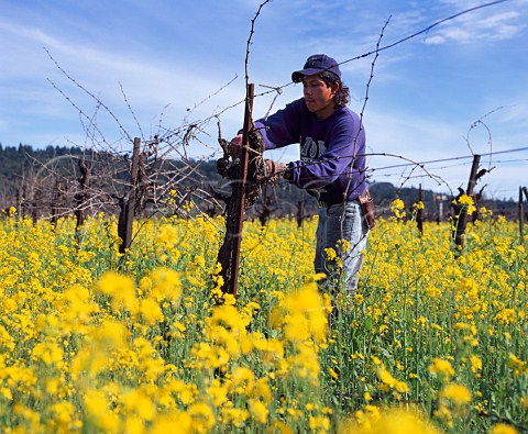 Winter pruning amidst the mustard in vineyard of   Charles Krug St Helena Napa Co California