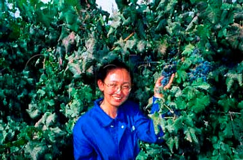 Winery worker with ripe grapes in   vineyard at the oasis town of Turpan   Xinjiang province China