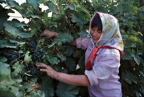 Worker with ripe grapes in vineyard at   the oasis town of Turpan Xinjiang   province China