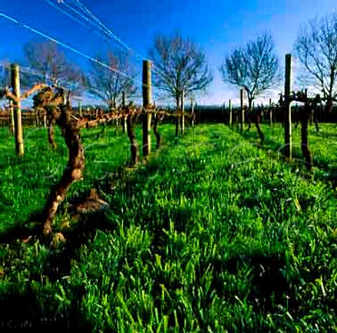 Old Muscat vines on Millton Estate   Gisborne New Zealand