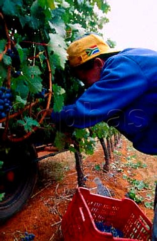 Harvesting Cabernet Sauvignon grapes of   Thelema Mountain Vineyards   Stellenbosch South Africa