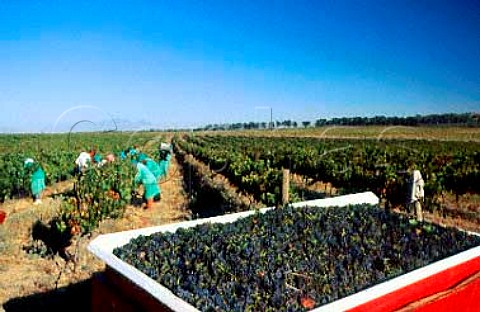 Harvesting Merlot grapes on Meerlust   estate Stellenbosch South Africa