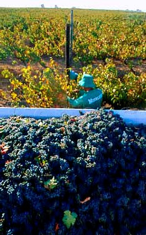 Harvesting Merlot grapes on Meerlust   estate Stellenbosch South Africa