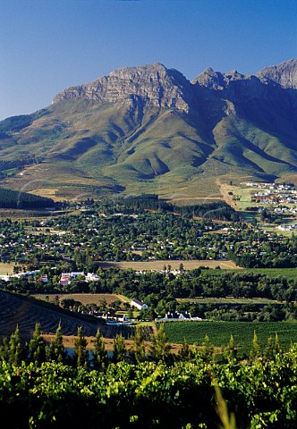 Vineyards of Morgenster Estate   Somerset West South Africa    Stellenbosch WO