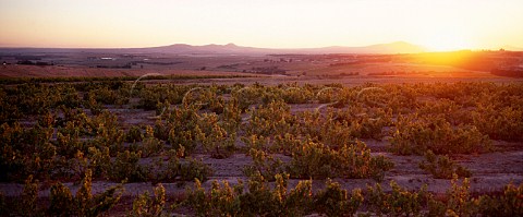 Sauvignon Blanc vineyard of Spice Route Winery   Malmesbury South Africa    Swartland WO