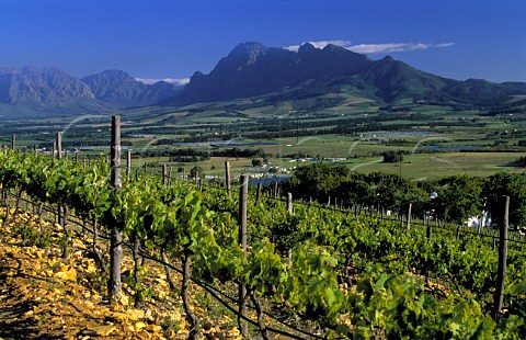 Paarl valley viewed from Seidelberg   Paarl South Africa