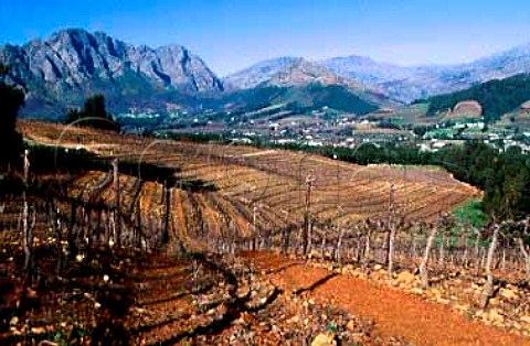 Dieu Donn vineyard in winter with view   to Franschhoek South Africa Paarl
