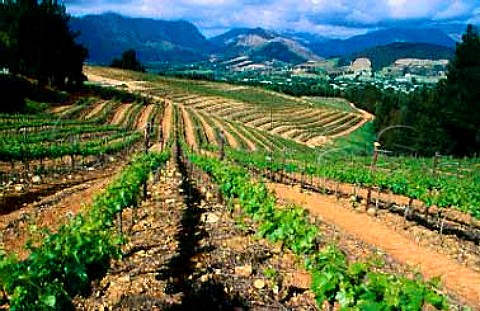 Dieu Donn vineyard in spring with view   to Franschhoek South Africa Paarl