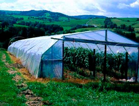 Merlot and Cabernet Sauvignon vines grown under   plastic at Brecon Court Vineyard Llansoy Gwent   Wales