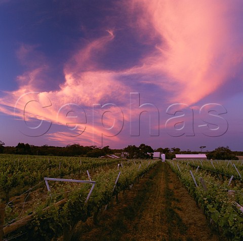 Dawn sky over vineyard and winery of Cullen Wines Cowaramup Western Australia    Margaret River