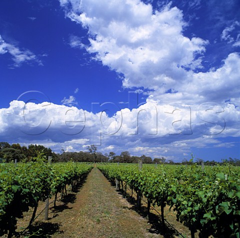 Vineyard of Cape Mentelle Margaret River   Western Australia    Margaret River