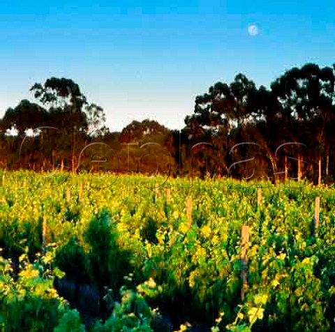 Vineyard of Cape Mentelle Margaret River   Western Australia  Margaret River