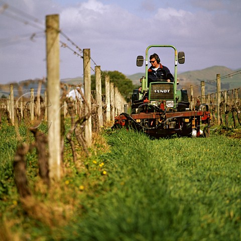 James Millton weeding under the vines an organic method of weed control  Millton Vineyard Gisborne New Zealand