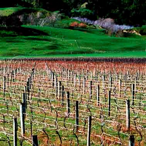 Winter vineyard in the Golden Slopes region   Gisborne New Zealand