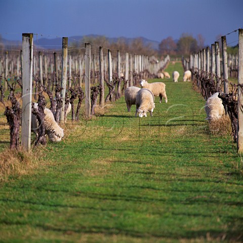 Sheep grazing in vineyard of Matawhero Wines   Gisborne New Zealand