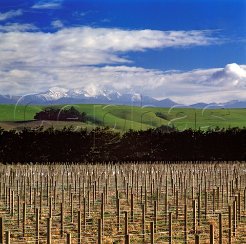 New vineyard of Craggy Range Martinborough   New Zealand    Wairarapa