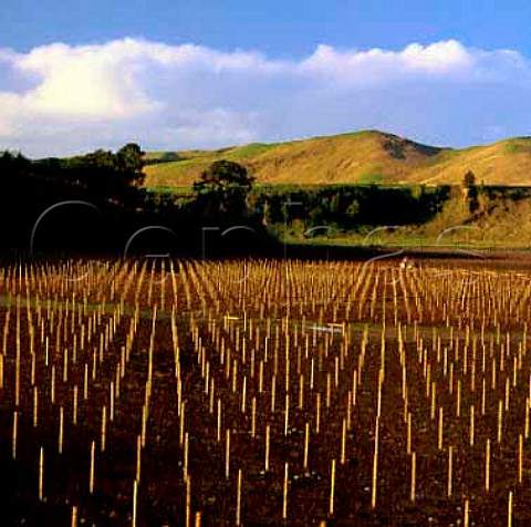 New vineyards of Craggy Range Martinborough   New Zealand    Wairarapa