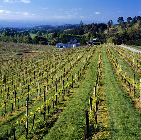 Vineyard of Kahurangi Estate Upper Moutere Nelson   New Zealand    Nelson
