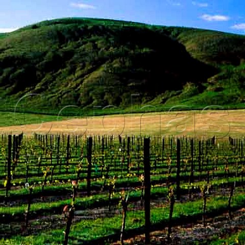 Vineyard of Muddy Water Fine Wines   Waipara New Zealand   Waipara