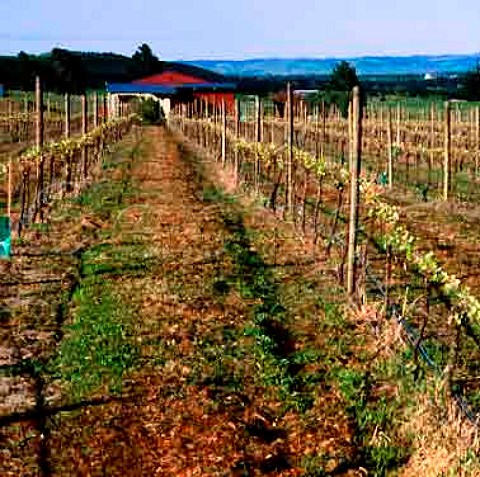 Vineyard and winery of Muddy Water Fine Wines   Waipara New Zealand   Waipara