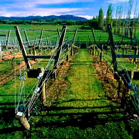 Vineyard of Melness Wines Cust Village   North Canterbury New Zealand  Canterbury