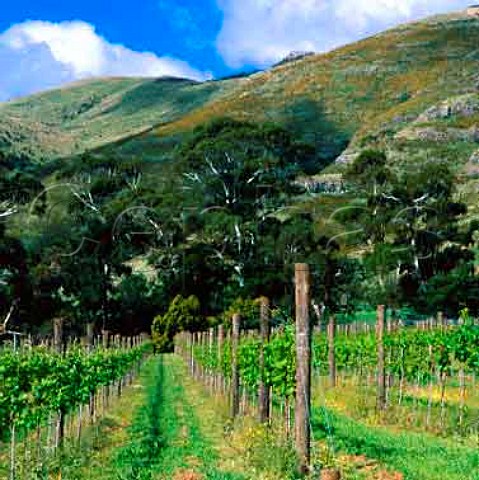 Kaituna Valley Vineyard Christchurch   New Zealand  Canterbury