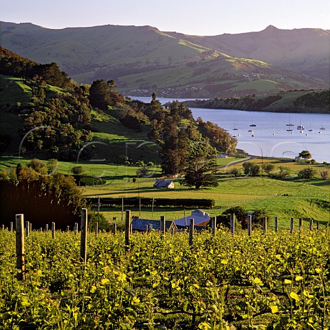 French Farm Vineyard above Barrys Bay Akaroa Harbour New Zealand Canterbury
