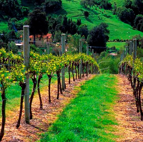 Vineyard of French Farm Winery Akaroa Harbour   New Zealand    Canterbury