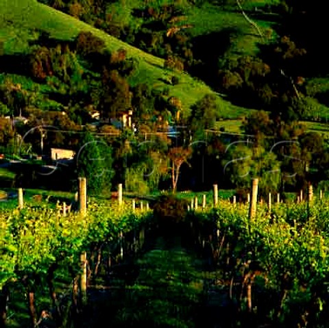 Vineyard of French Farm Winery Akaroa Harbour   New Zealand    Canterbury