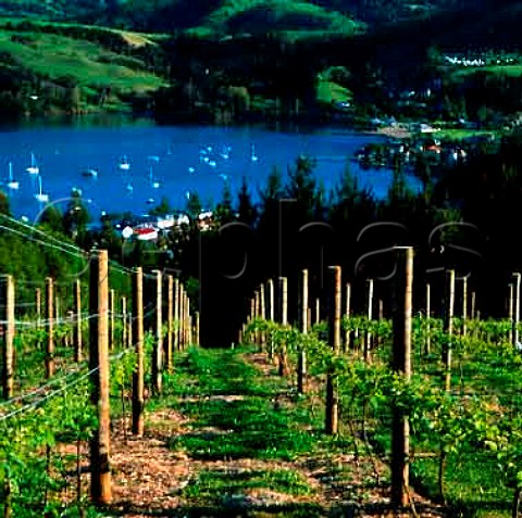 Caldera Estate Vineyard Akaroa Harbour   New Zealand    Canterbury