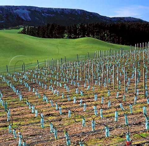 Young vines protected by tubes  Bell Hill Vineyard Waikari New Zealand   Canterbury