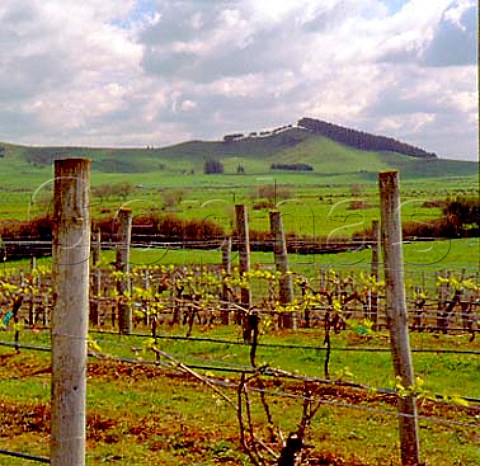 Vineyard of Quarry Road Estate Te Kauwhata   New Zealand     Waikato