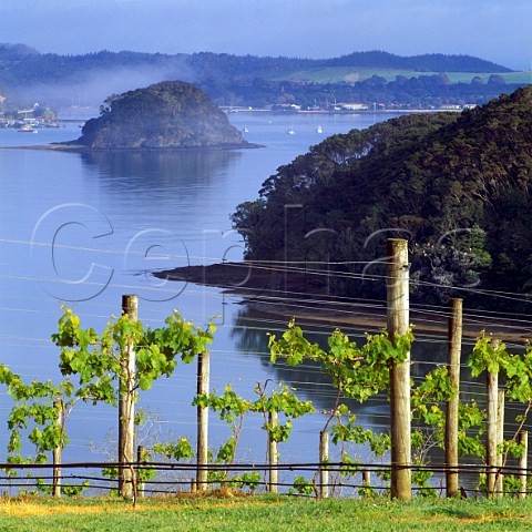 Vineyard of Omata Estate Russell  New Zealand   Northland