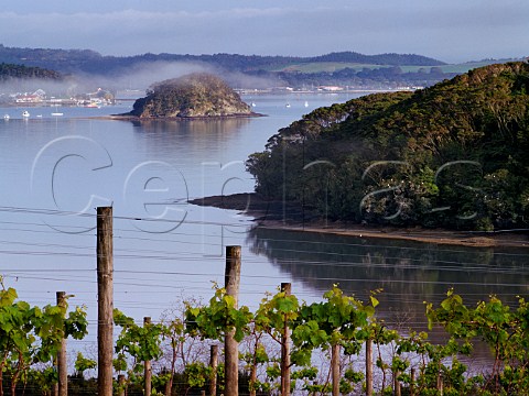 Vineyard of Omata Estate with view across the Inner Bay of Islands to Paihia and Waitangi   Russell New Zealand   Northland